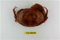 藏品(隆背瓢蟹)的圖片